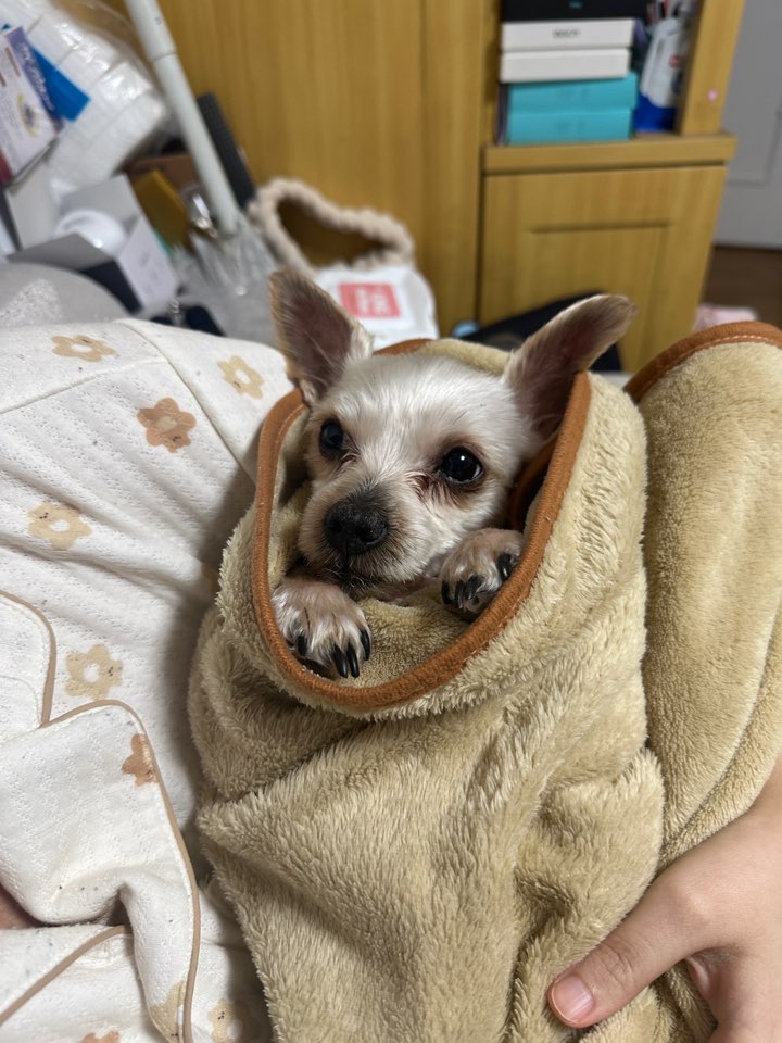 ๋ ๋ ์ด tweet media