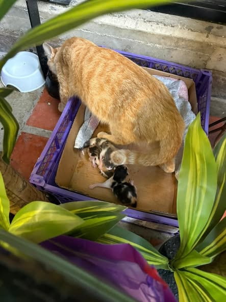 Carolina tweet media