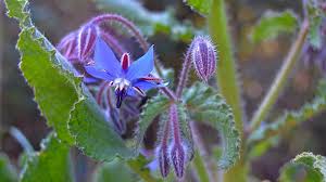 With its vivid blue (or white!), star-shaped flowers and fuzzy leaves, borage is as beautiful as it is useful. Offering edible blooms, beneficial garden support, and a long history of traditional use. Learn more at: theflowerbincolorado.blogspot.com