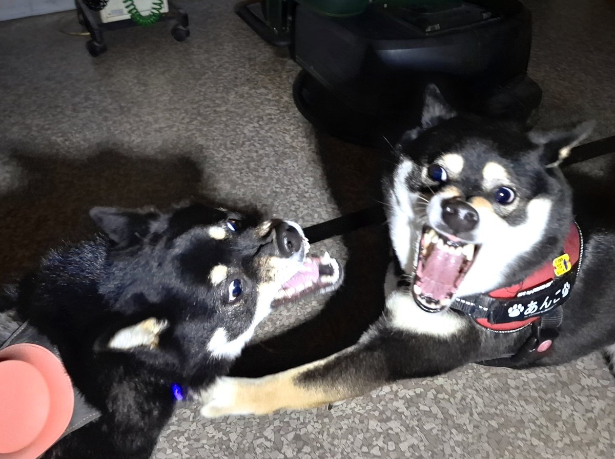 黒柴あおい🐾 tweet media