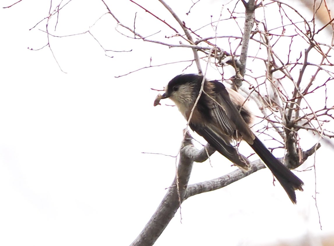 tomotopaz's tweet photo. この日、最初に見つけたエナガさんです✨

#エナガ #柄長  #Long_tailedTit https://t.co/1nFk2qh7Vz
