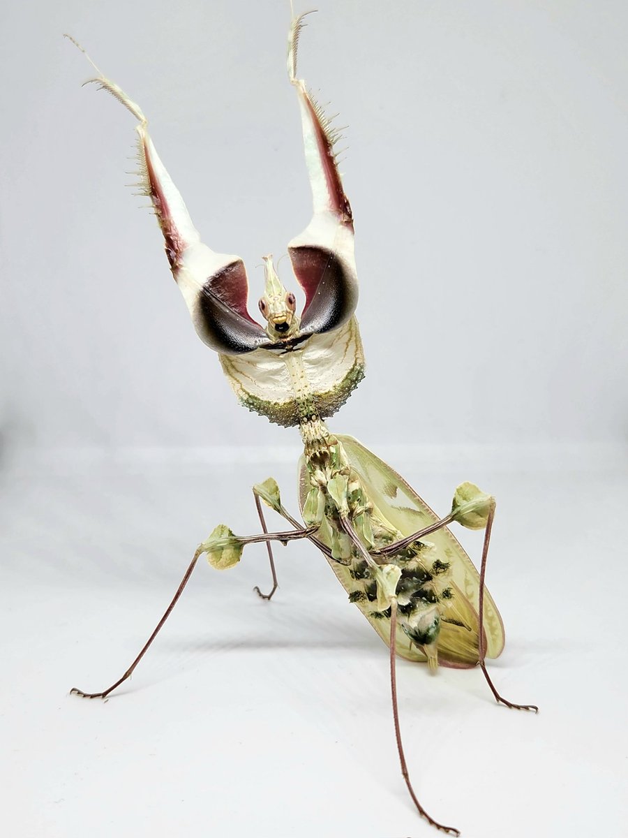 虫好きモロ【カマキリ愛好家】 tweet media