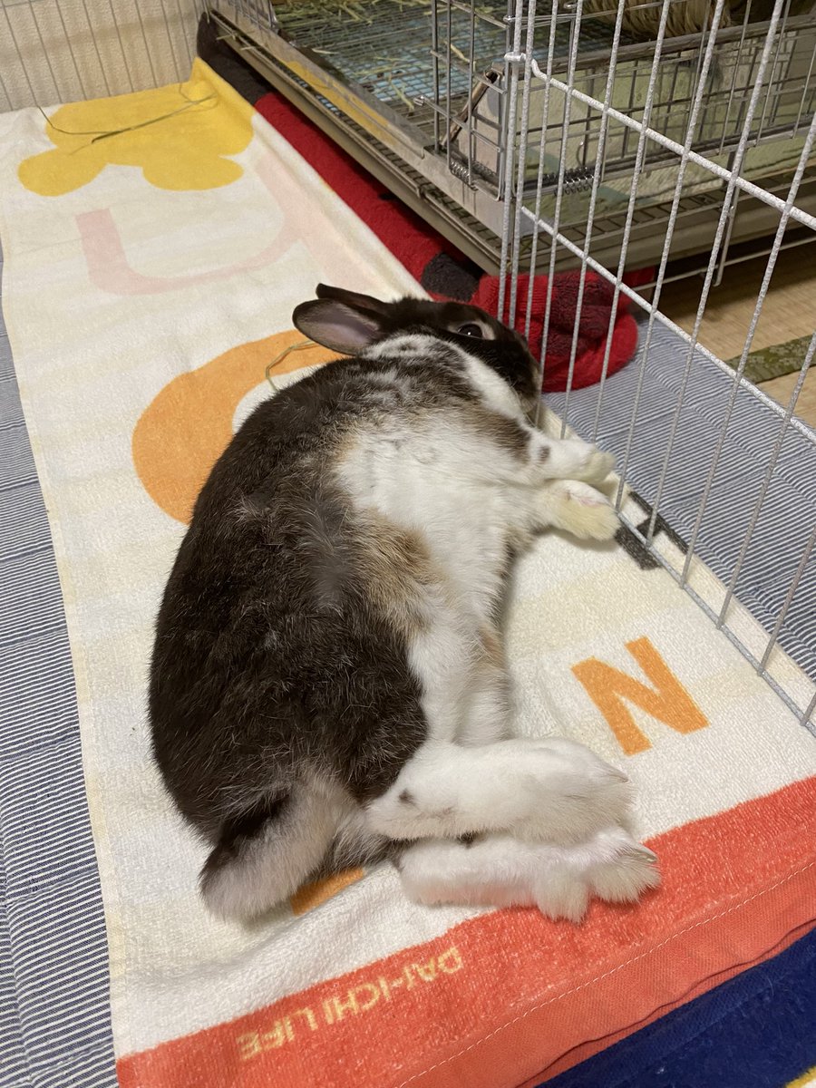 やま兎。@ skeb募集中 tweet media