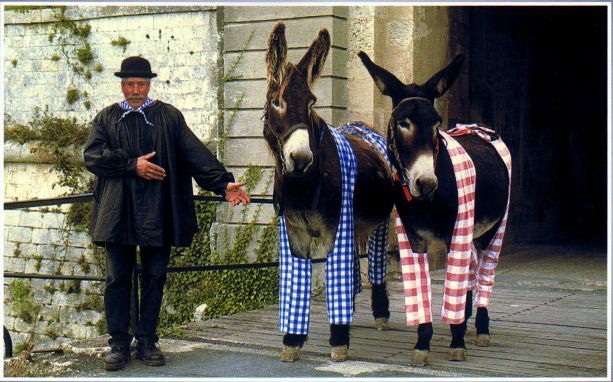 Prunittos tweet media