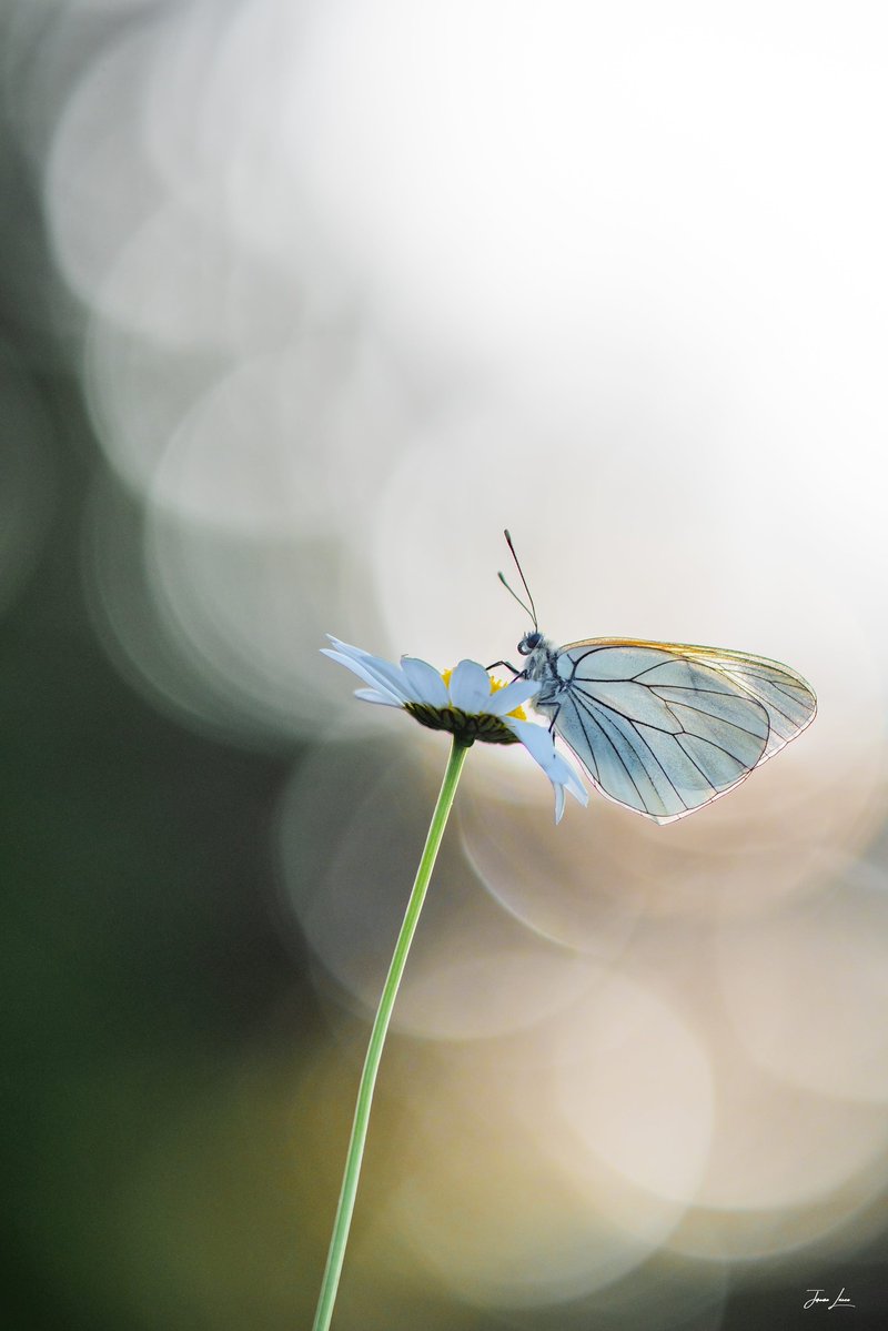 🫧 Laurent Potelle 🐝 🔻 tweet media