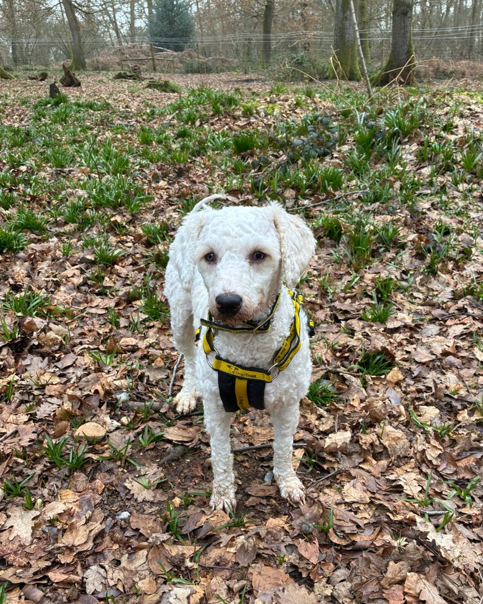 🐾 Lovely Elsa is still looking for a calm forever home! She’s a gentle 1‑yr‑old Poodle Cross who needs a peaceful routine, secure garden, and patient owners. She has reduced vision and must live with a calm dog. Loving, playful &amp; sweet once she trusts you 💛 #AdoptMe #RescueDog