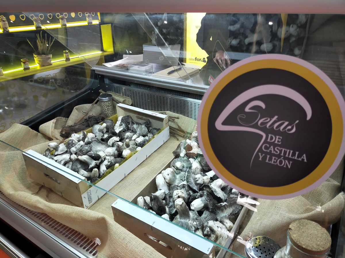 MG Setas de CyL tweet media