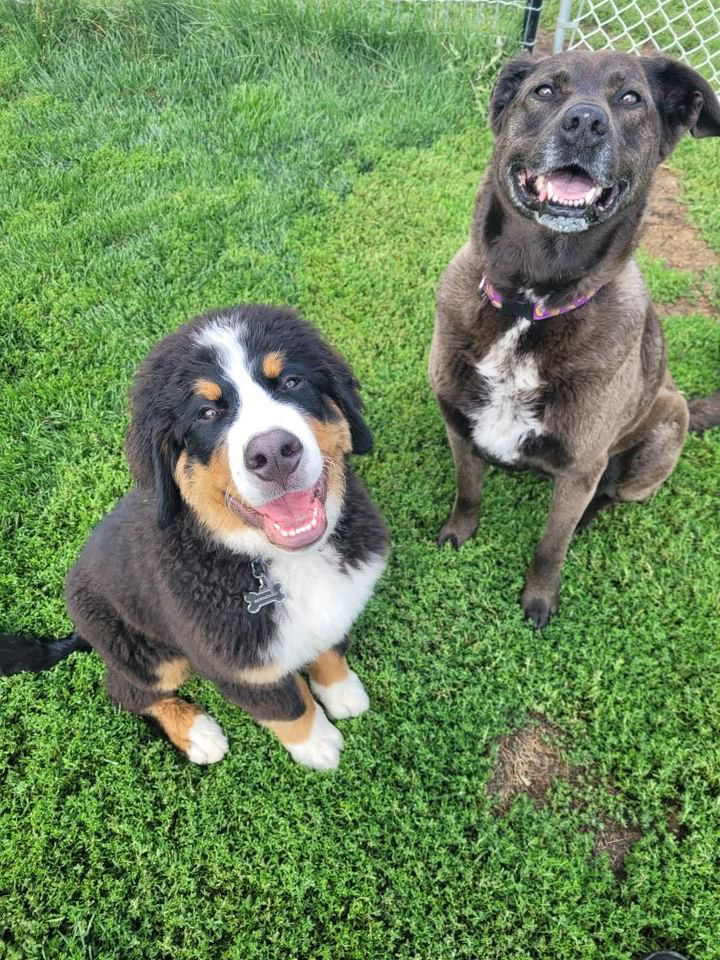 Bunsen, Beaker, Bernoulli & Brix tweet media