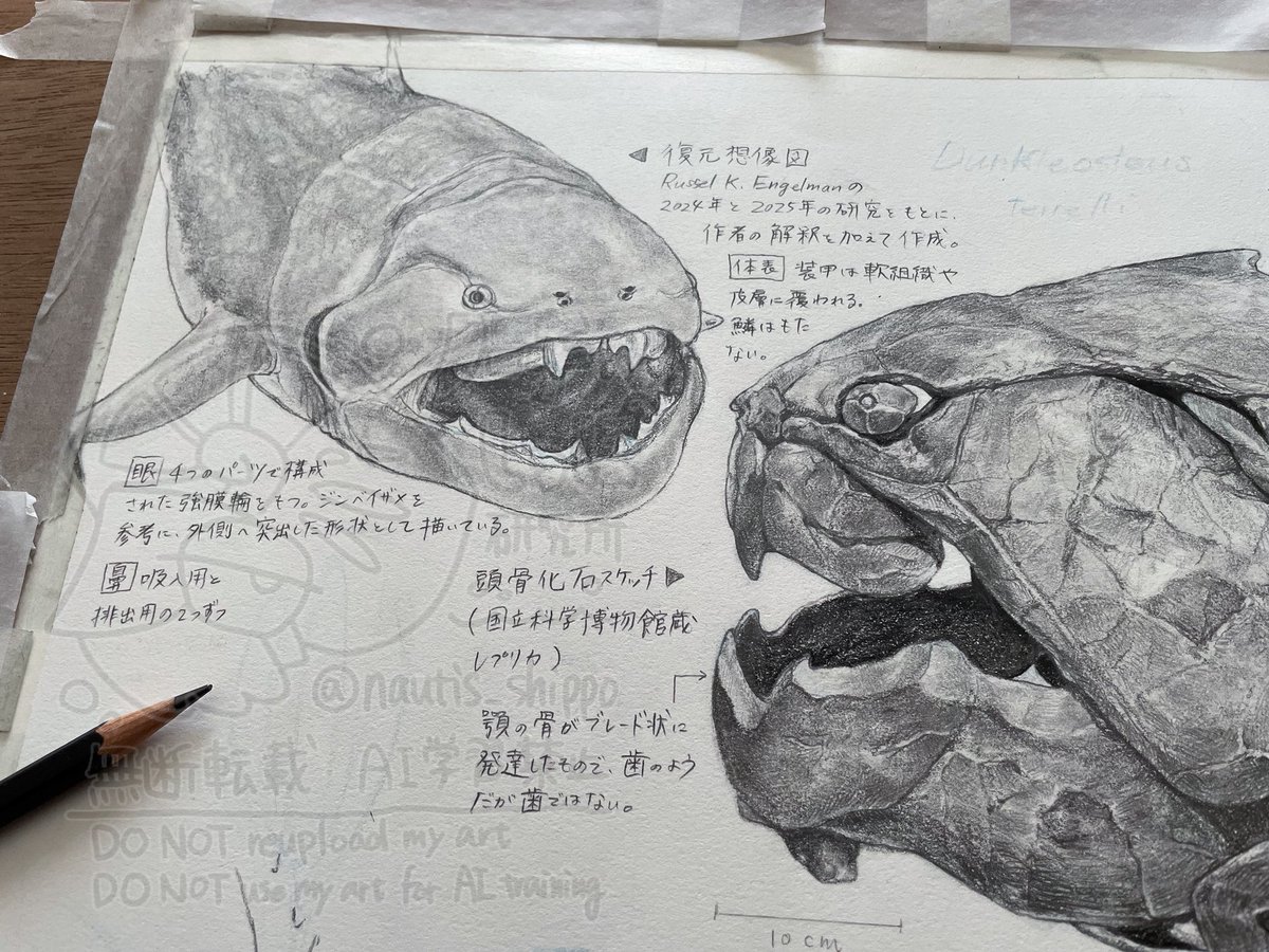 ダンクルオステウスのお顔の復元想像図
・鼻の穴は2対
・装甲は軟組織や皮膚に覆われる
・眼窩下溝には口を閉じるための筋肉が収まっており、顔は意外と立体的で滑らかな流線型だった?
・眼球は突出していた?
