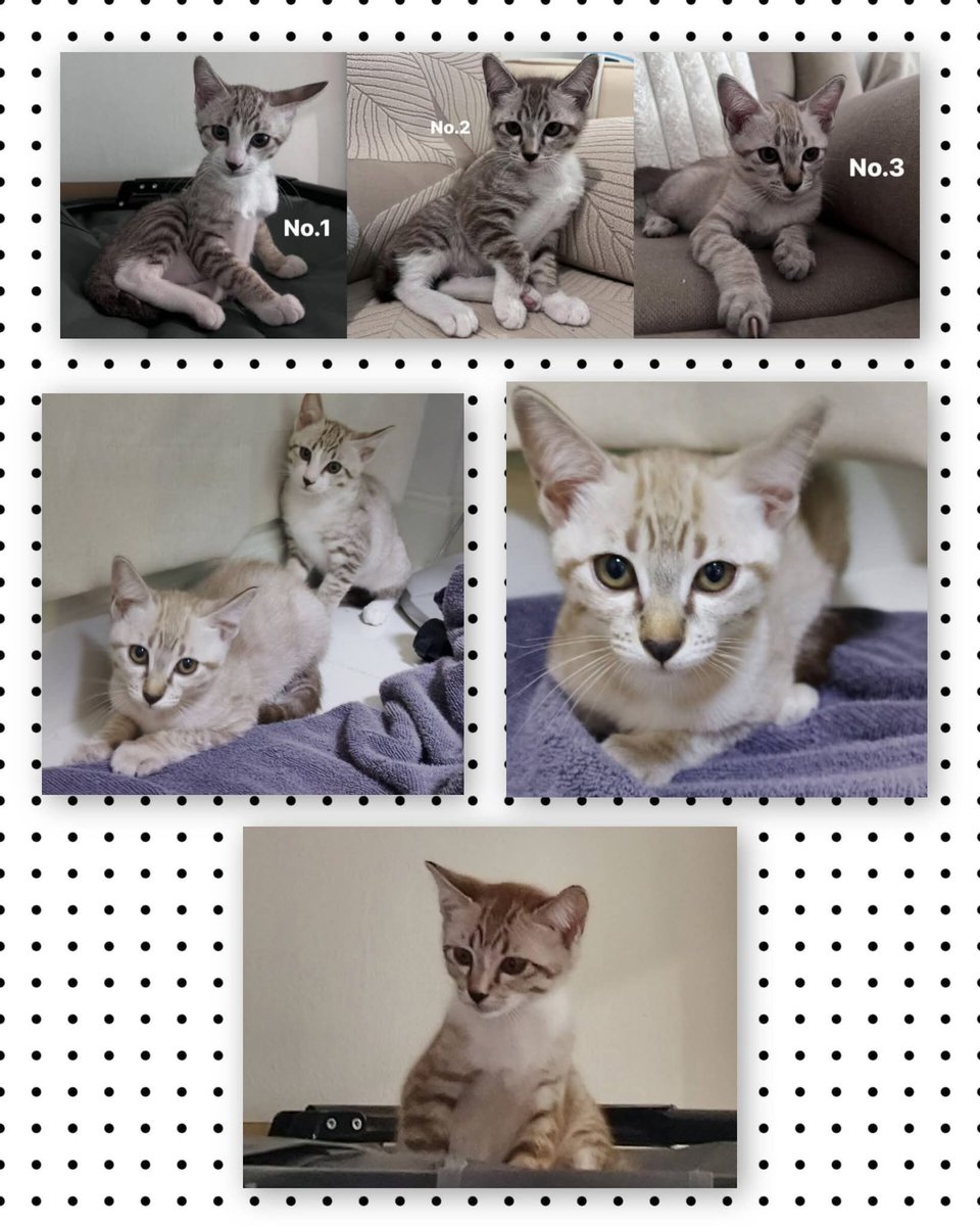 allforrage's tweet photo. พวกหนูยังรอบ้านอยู่นะคะ 😍
#แมวหาบ้าน #หาบ้าน #ลูกแมว #แมวหาบ้านฟรี #ทาสแมว #cat #CatforAdoption #NoAdoptionFee #เราชื่อติ๋มนะ https://t.co/TSyahW3vH0