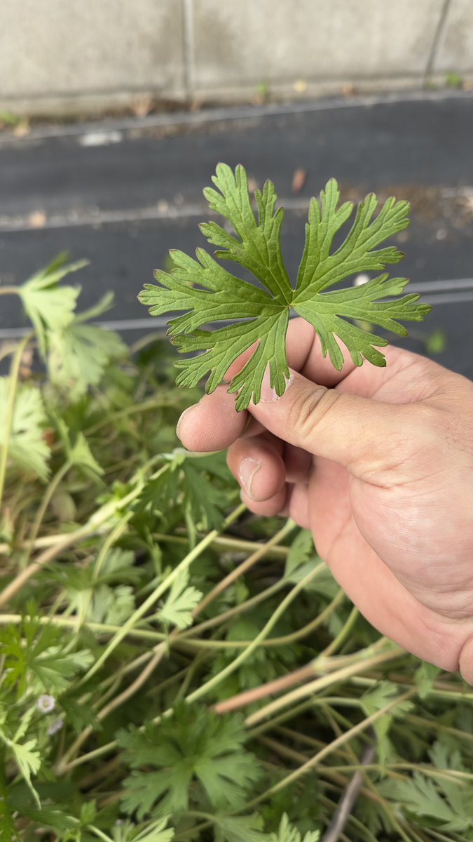 ボンヌキャンプTV tweet media