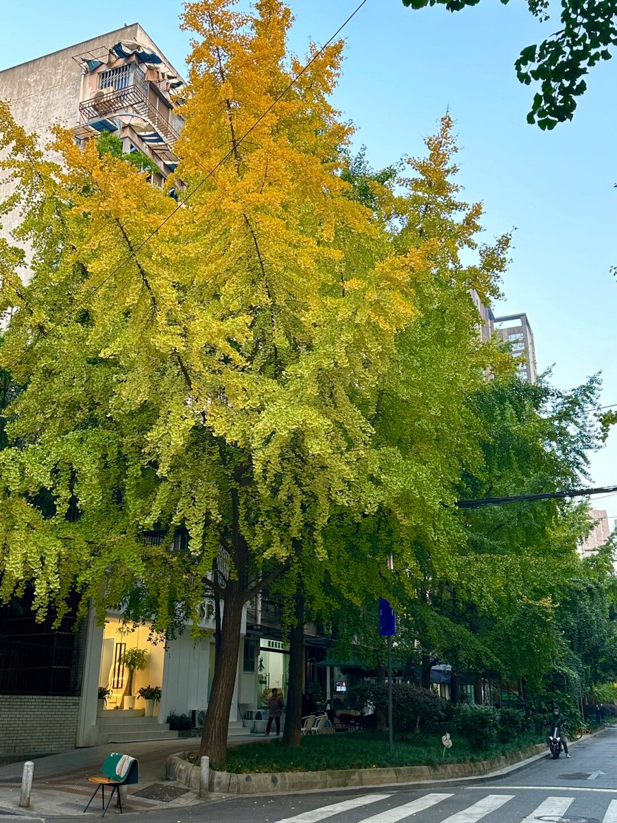 kgalalelo frank tweet media