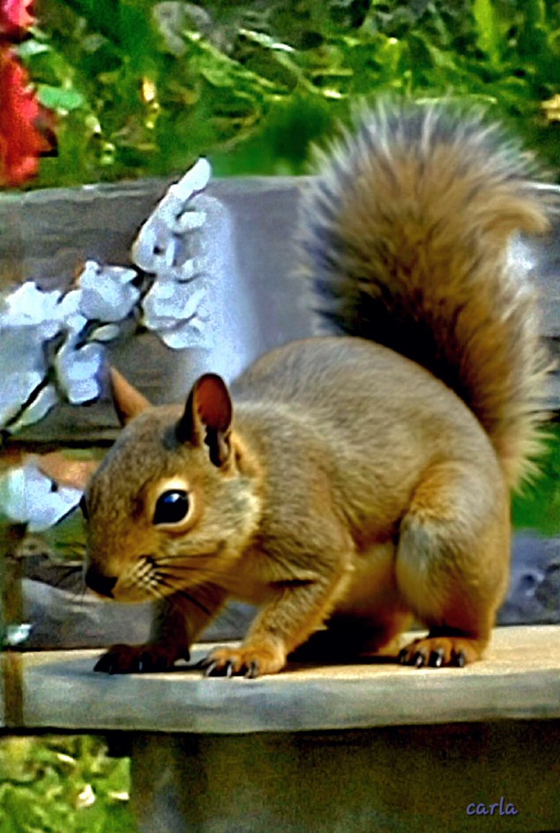 Carlac_Bird tweet media