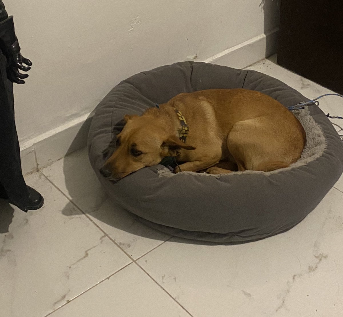 Andrea Barrios tweet media