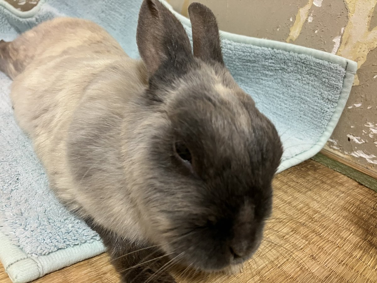 ウサギの部屋 tweet media