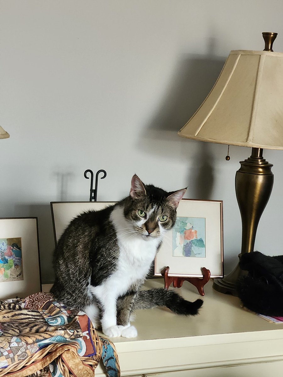 MIMI THE TABBY😺 tweet media