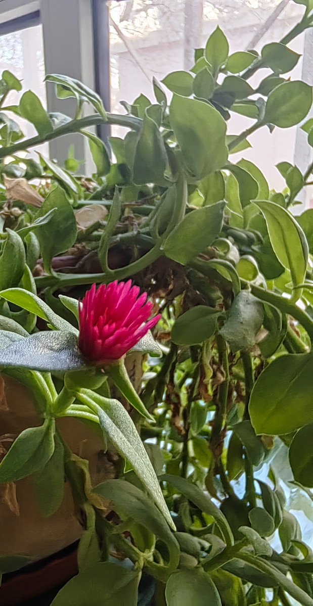 王依依（互fo） tweet media