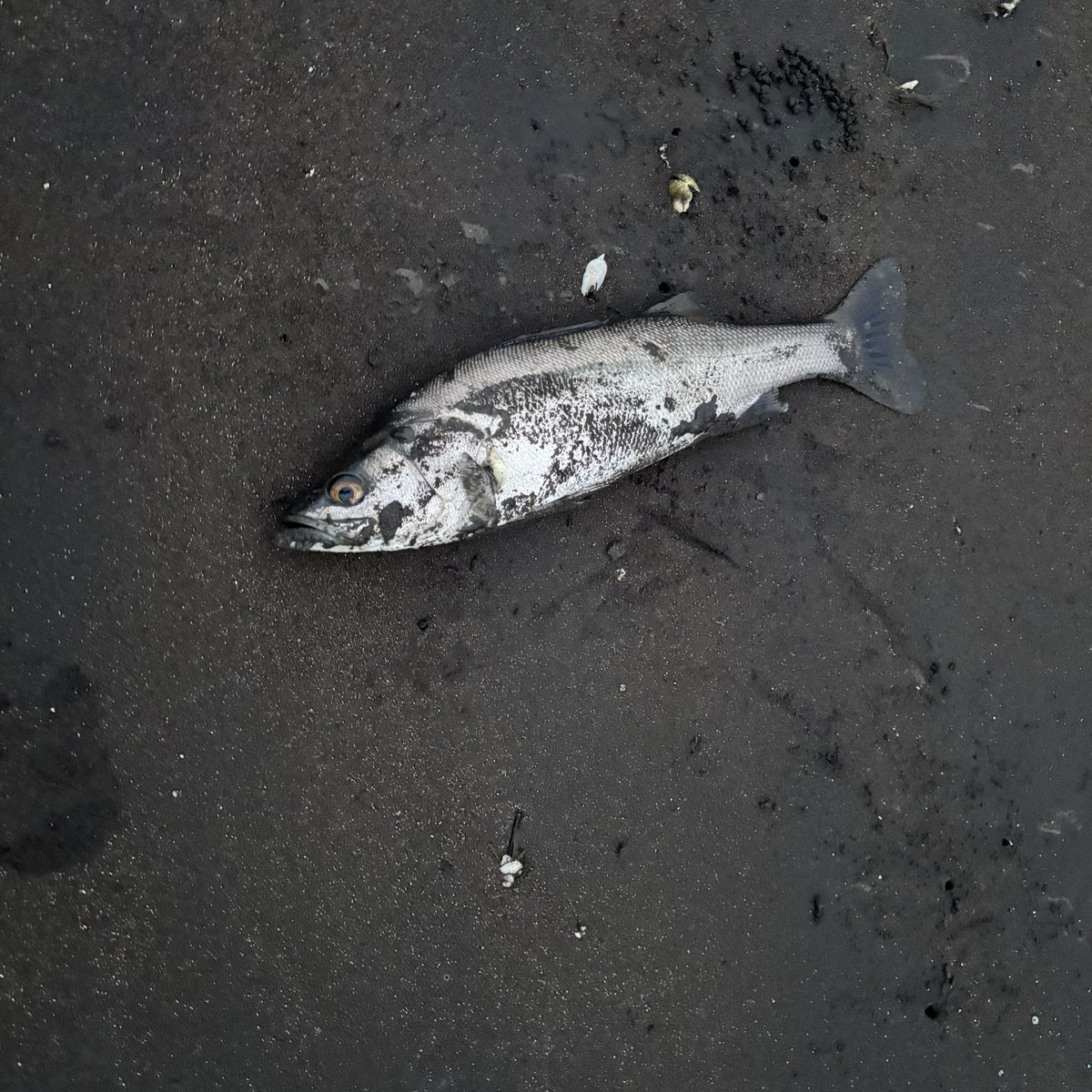 きりこ👻【Ðio†/ゴッド組〆】 tweet media