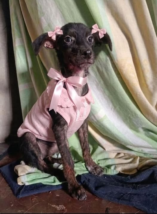 A64029345's tweet photo. ayuda para encontrarle un hogar definitivo a esta perrita de unos 6 meses (tamaño mediano/pequeño). Es una perrita  que merece un lugar increíble.
Actualmente está recibiendo tratamiento veterinario por un problema piel, 
Es mestiza de Pincher Patas largas
W 04129265414

Caracas https://t.co/x0zdvGAfU8