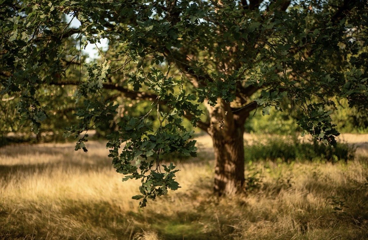 🌻 AnnetteJB- Go Wild tweet media