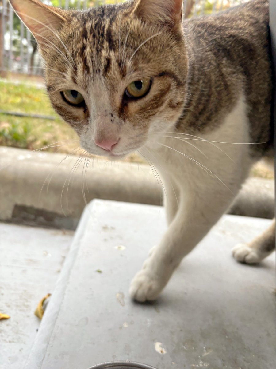 阿嬌的人類室友循環 tweet media