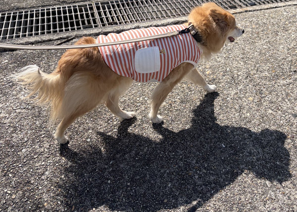 サブドッグ tweet media