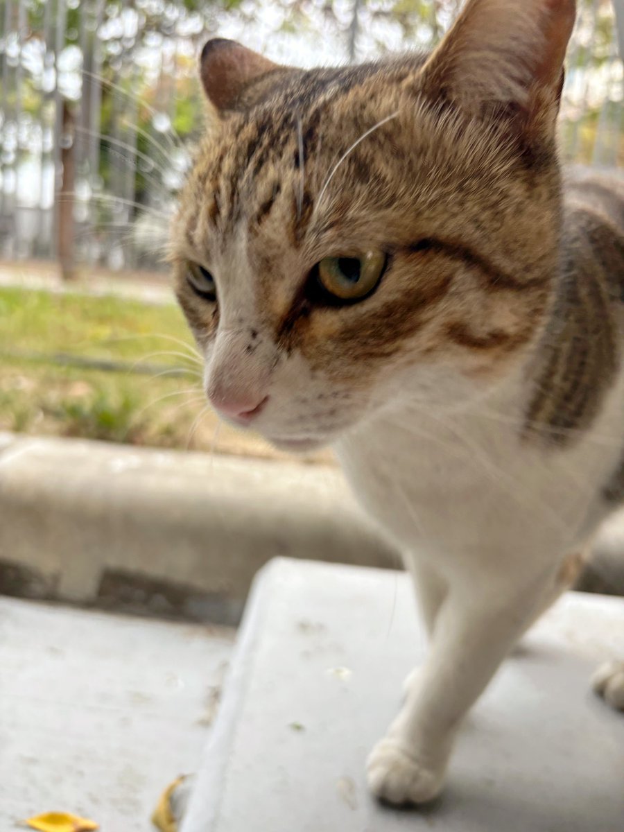 阿嬌的人類室友循環 tweet media