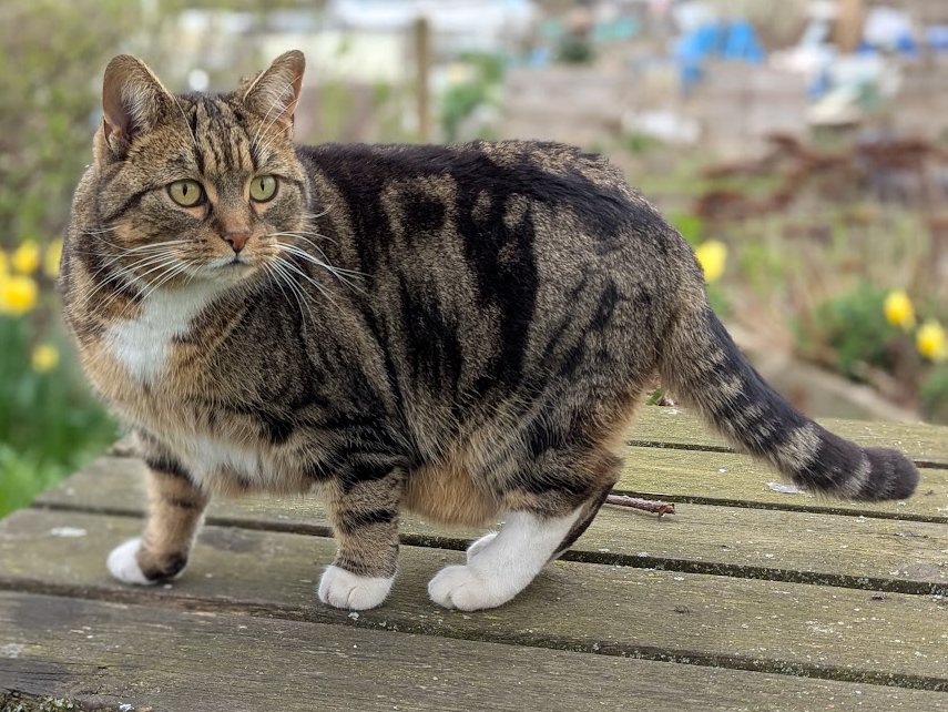 Robert Allotment cat,now helped by Janet & Amanda tweet media