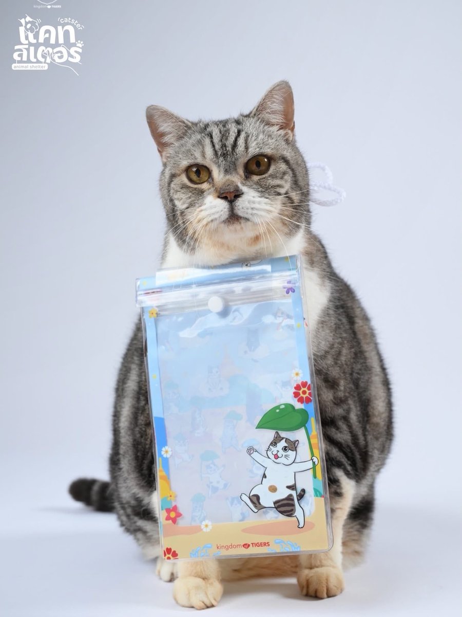 Catster & Co บ้านพักพิงแมวจร tweet media