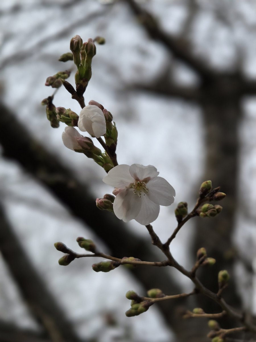 rasoulzz's tweet photo. 今年初のお花見。
花粉との戦いに敗れる。
 #桜 https://t.co/6YTS6tjlkx