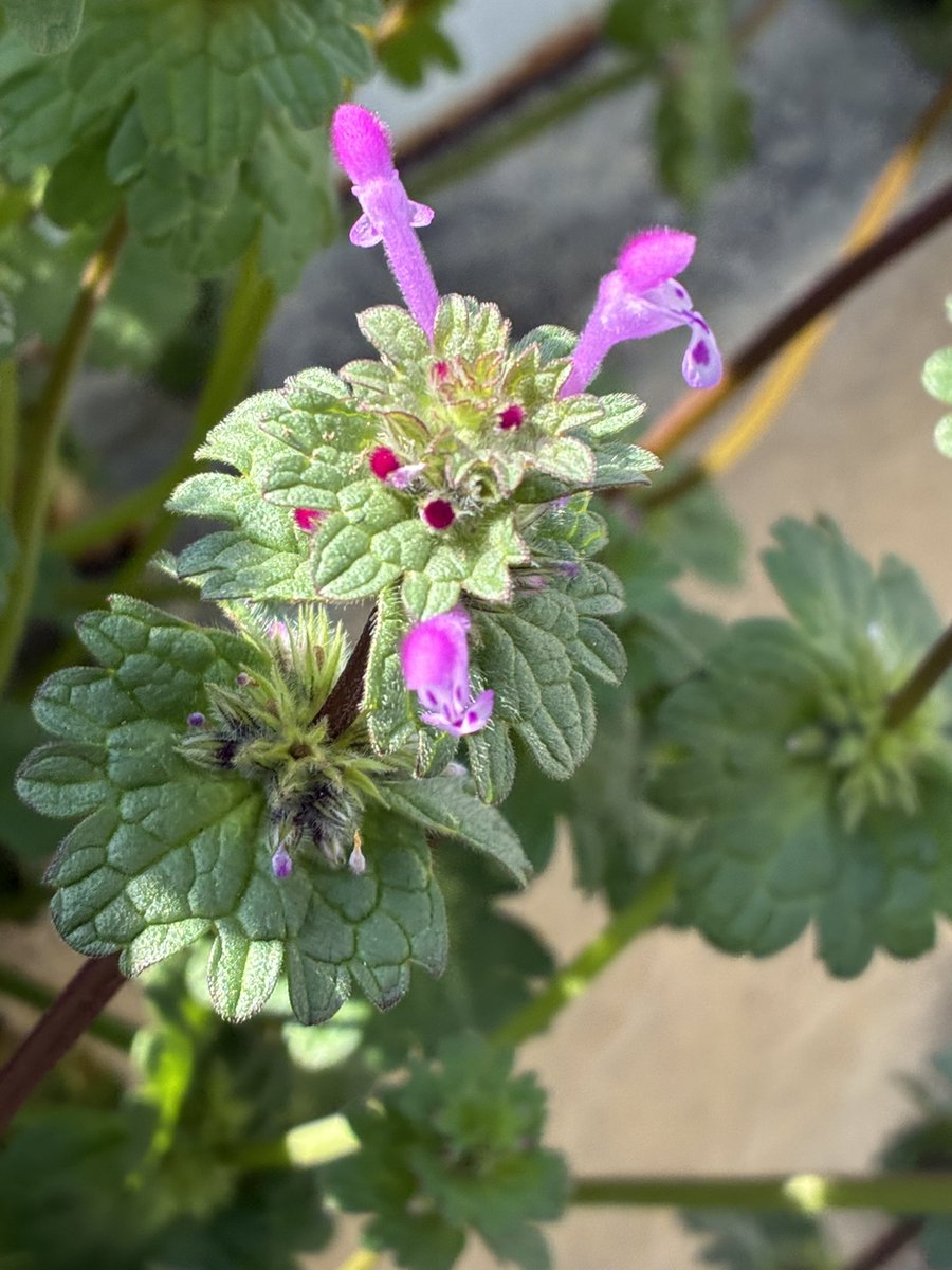 #ホトケノザ の花が咲いてました。春の七草として粥に入れられる「ホトケノザ」とは別の植物だそう👀花言葉は「調和」「輝く心」。漢字だと #仏の座。