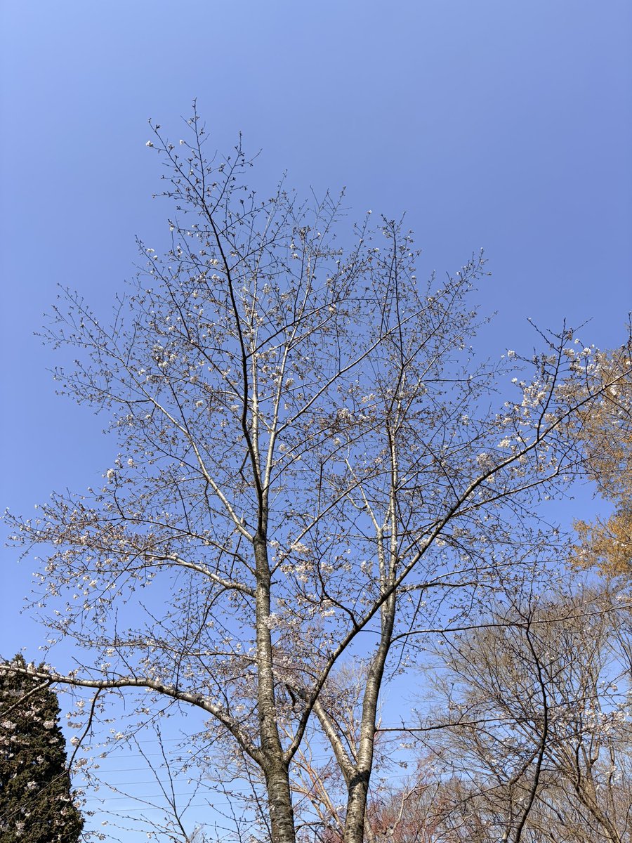 74Rossi's tweet photo. 今日はキャンプ日和！

花見もできる！

幸せな休日！ https://t.co/lXlbFs2l1R