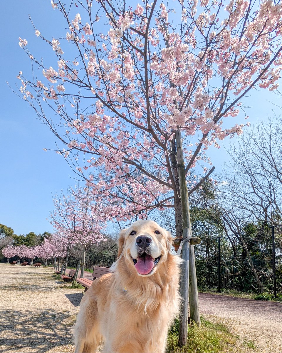 まめとアーティと、アイビー! tweet media