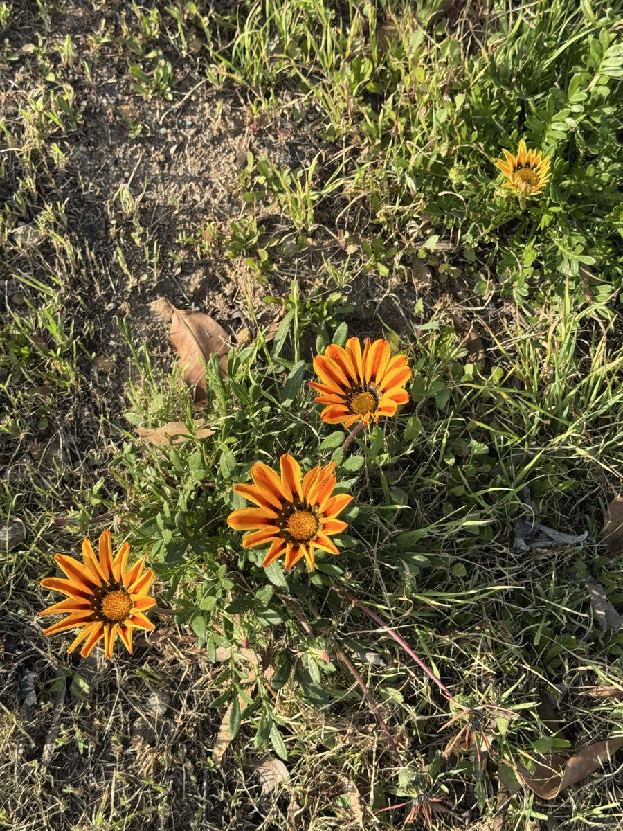 mostlymosa's tweet photo. @Sansho_Uo_1844 I’m glad you’re okay! 🖤 I understand. I get depressed and overwhelmed with the world and news as well. I am well. I’m trying to walk more which I think is helping. (flower I saw on a walk). https://t.co/hxaHMmGOnM