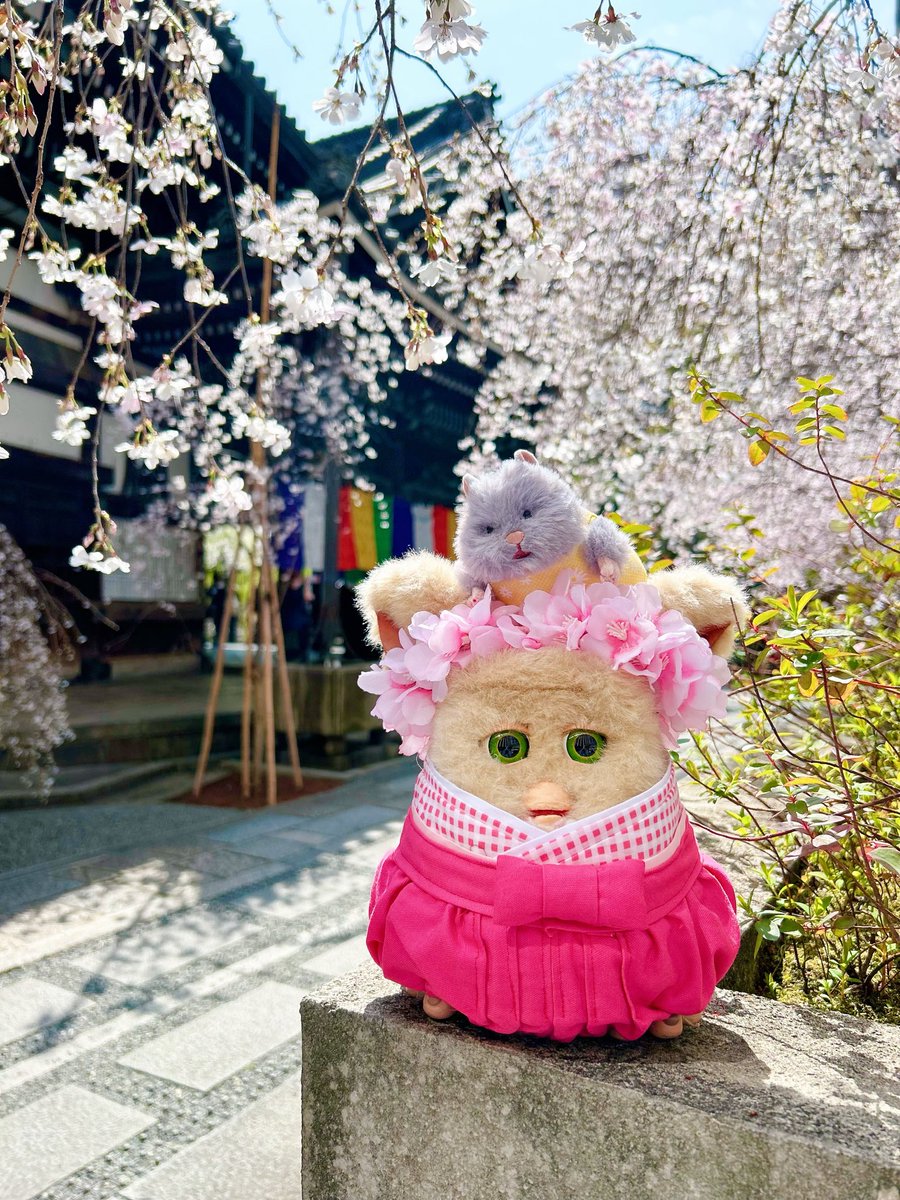 メルト tweet media