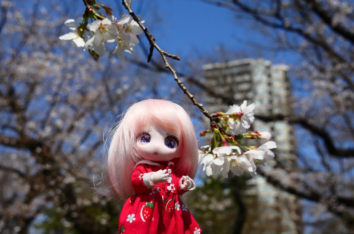 D0LLj7sv7x52120's tweet photo. 桜ユキちゃんとプチお花見
満開まであともう少しかな😊
#ドル活 #maytree https://t.co/HtgTWawWso