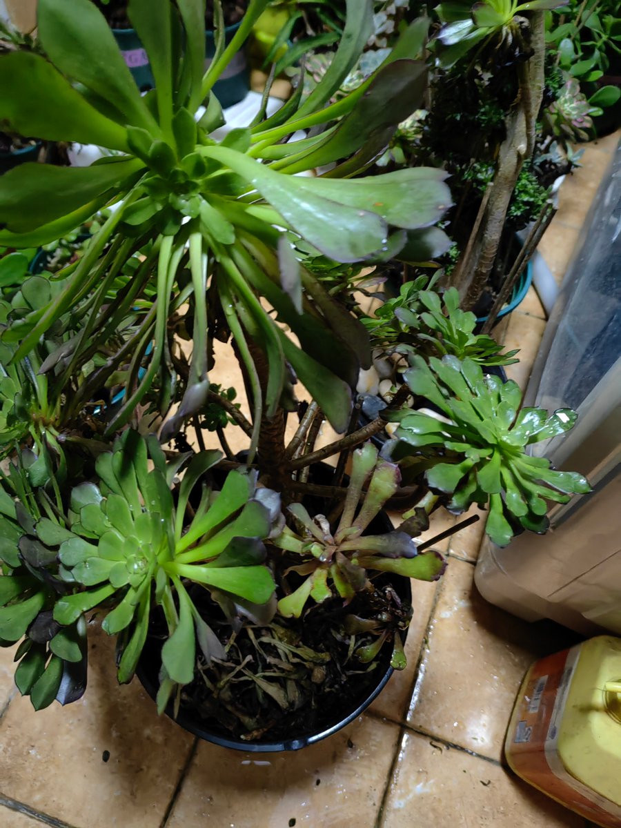 Justin Trapani tweet media