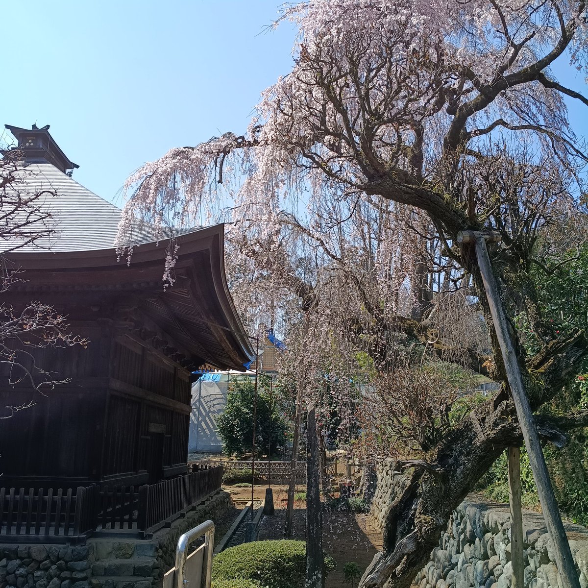 YpHamster's tweet photo. 尾根幹から寄りポタ約30km
高尾付近の枝垂れ桜巡り③
山田経由で尾根幹戻り
広園寺、とても立派なお寺さん https://t.co/MTvfkZS7ff
