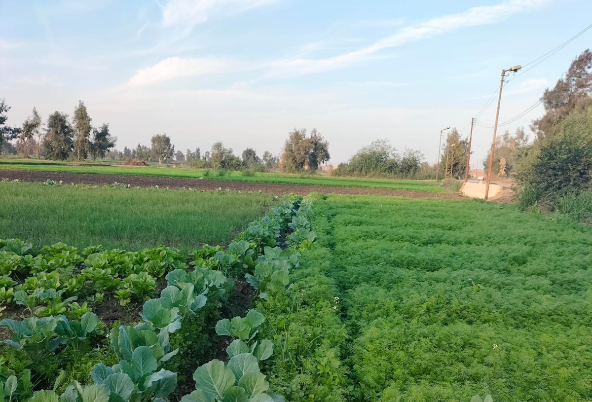 أسماء tweet media