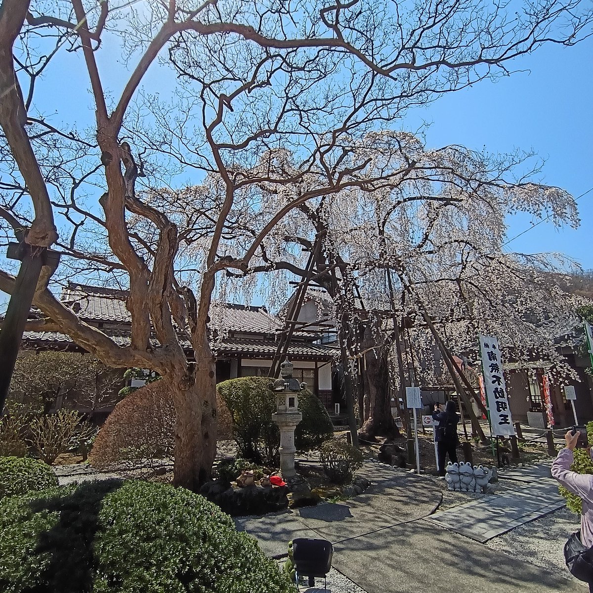YpHamster's tweet photo. 尾根幹から寄りポタ約30km
高尾付近の枝垂れ桜巡り①
浅川サイクリングロード経由で高尾駅付近まで。ちなみに市役所付近は咲き始めでまだまだです。
高尾近くの大光寺 https://t.co/bbg5o9mhjF