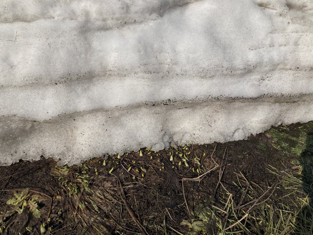 まどねえ tweet media