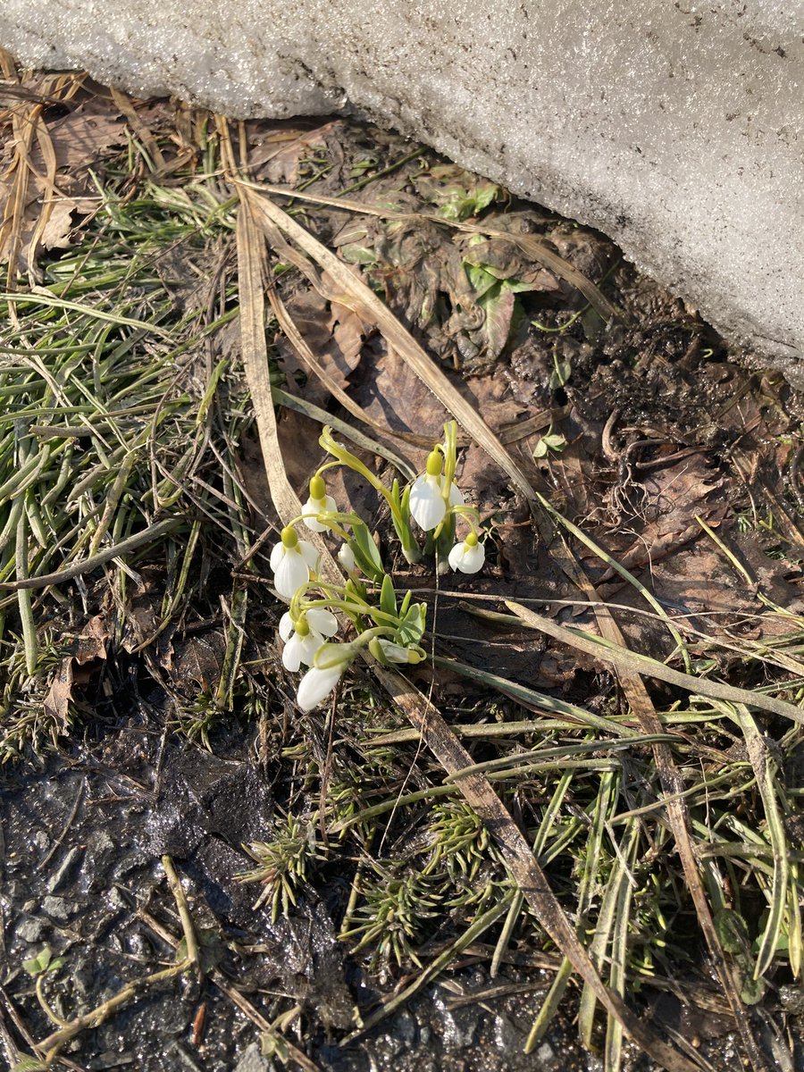 まどねえ tweet media