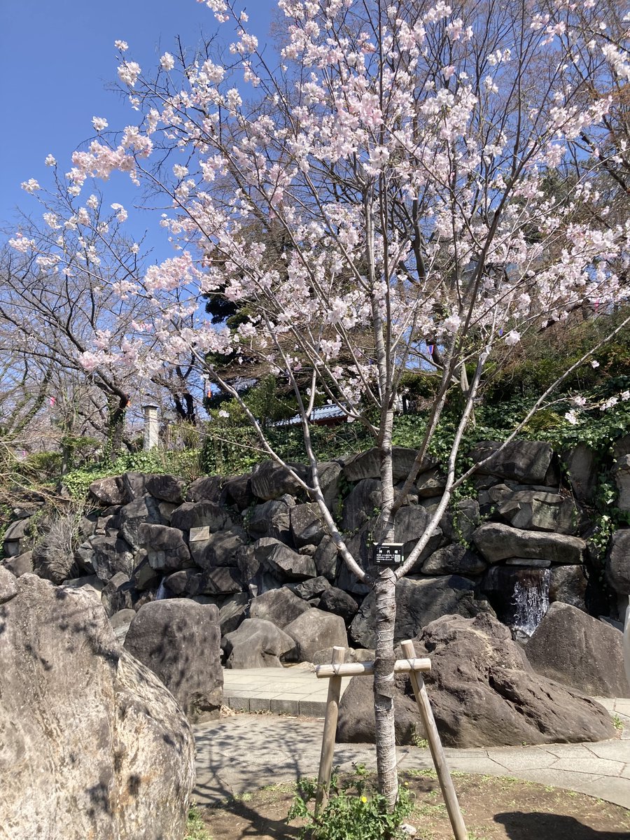 飛鳥山公園 園内の桜の様子 ヤマザクラ 神代曙