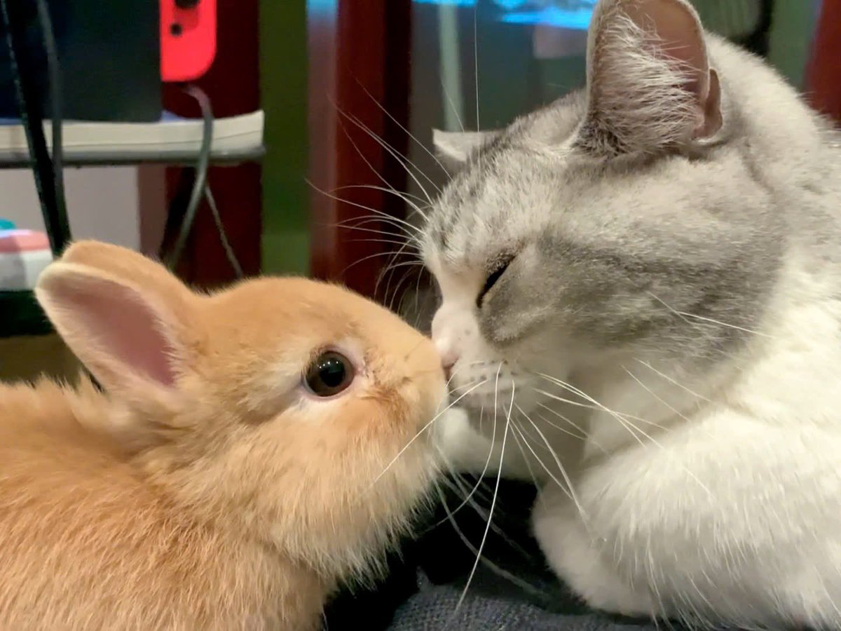 Why you should have a rabbit tweet media