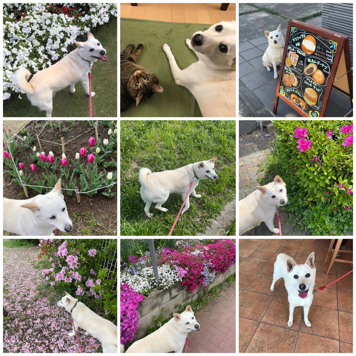 まゆだま tweet media