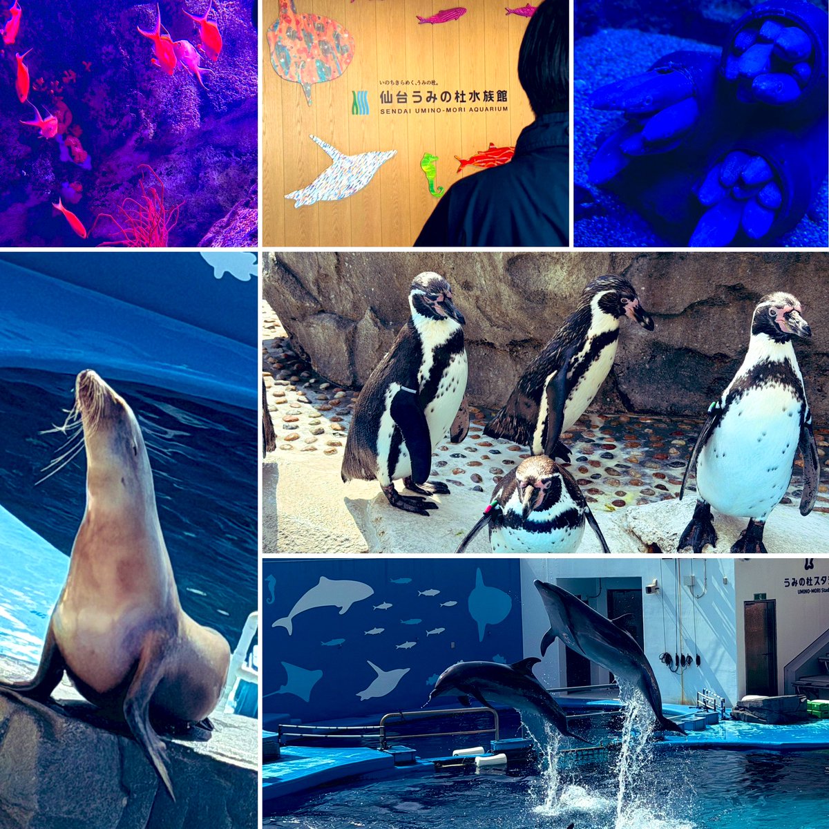 はしもとかんな tweet media