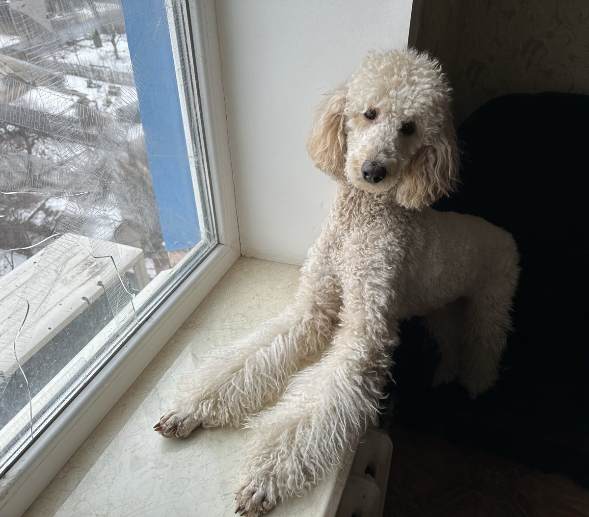 fanatic0_'s tweet photo. @dogsunderhood Какая у вас порода? Вот моя королевская пуделиха в детстве и сейчас https://t.co/Mx4rWUTPF9