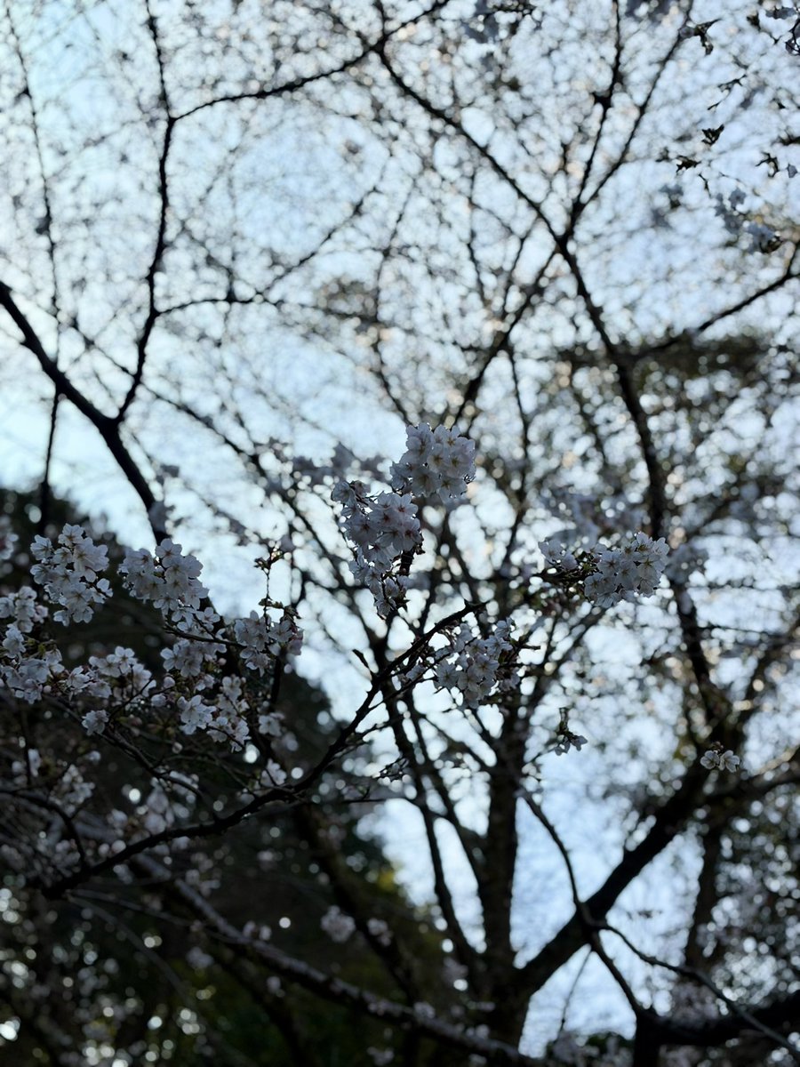 ﾄｯﾃｨ tweet media