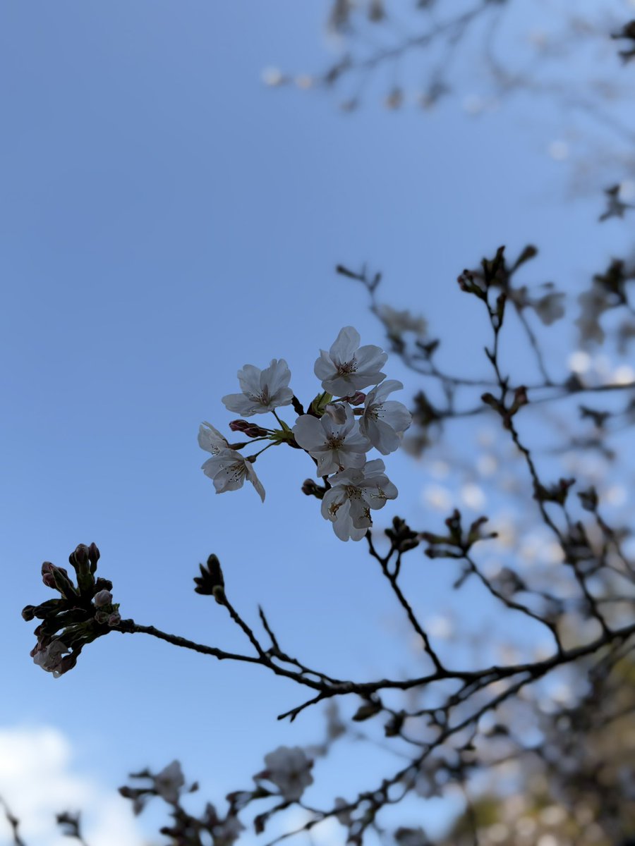 ﾄｯﾃｨ tweet media