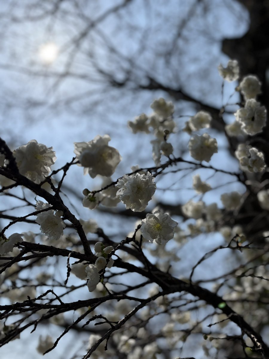 ﾄｯﾃｨ tweet media